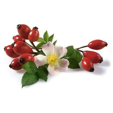 Шиповник (роза Canina, роза Mosqueta, роза aff. Rubiginosa L) в медицине и косметологии, для лечения шрамов и рубцов